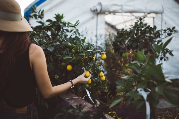 3 recettes pas chères à base d'agrumes de serre de jardin